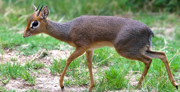 dikdik (700x358, 62Kb)