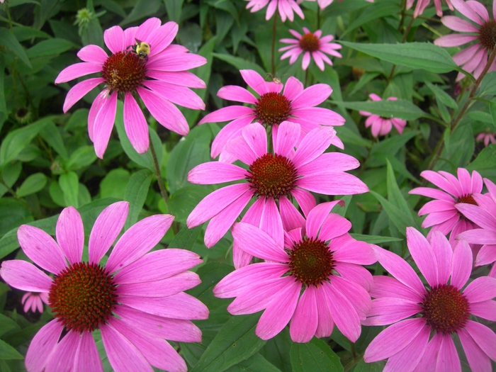   /5402287_Echinacea (700x525, 311Kb)