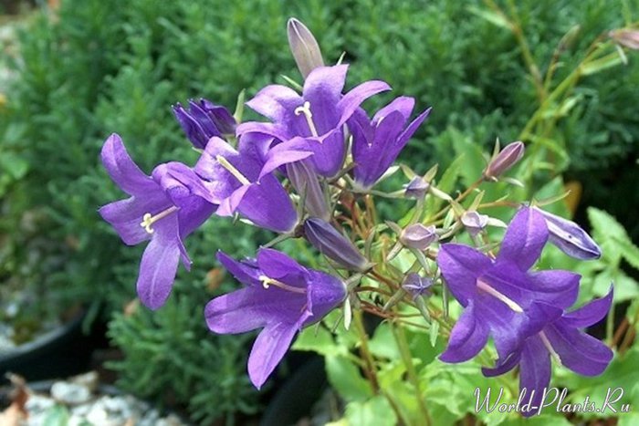 4555414_1370594974_worldplants_ru (700x467, 74Kb)