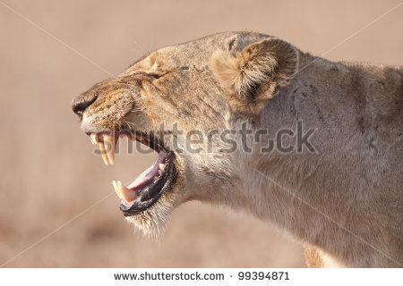 stock-photo-female-lion-panthera-leo-demonstrating-the-flehmen-grimace-99394871 (450x320, 90Kb)