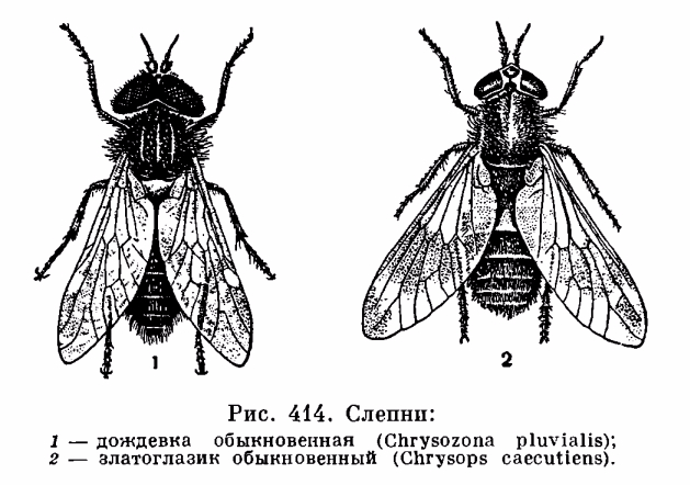 Жизненный цикл слепня схема