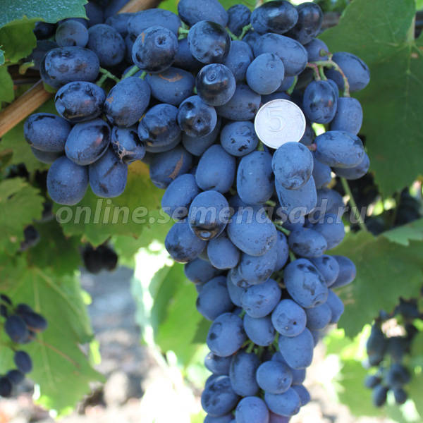 3587765_Vinograd_Attika_1_ (600x600, 60Kb)