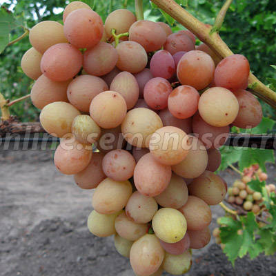 3587765_Vinograd_Liviya (400x400, 32Kb)
