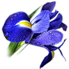 0_50e7c_291c8048_XS (99x100, 19Kb)