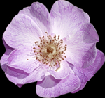 0_89387_c7603542_S (150x141, 34Kb)