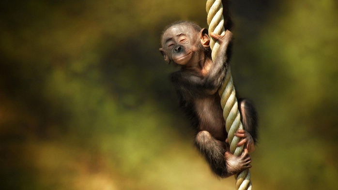 monkey-rope-animal-3840x2160 (700x393, 224Kb)