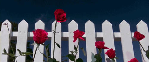110541469_rozuy_gif (500x210, 606Kb)