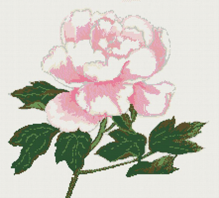 бледно-розовый пион фото картинка (700x633, 529Kb)