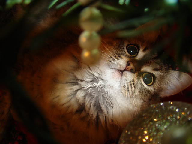 Christmas_Kitty_by_GramMoo (640x480, 33Kb)