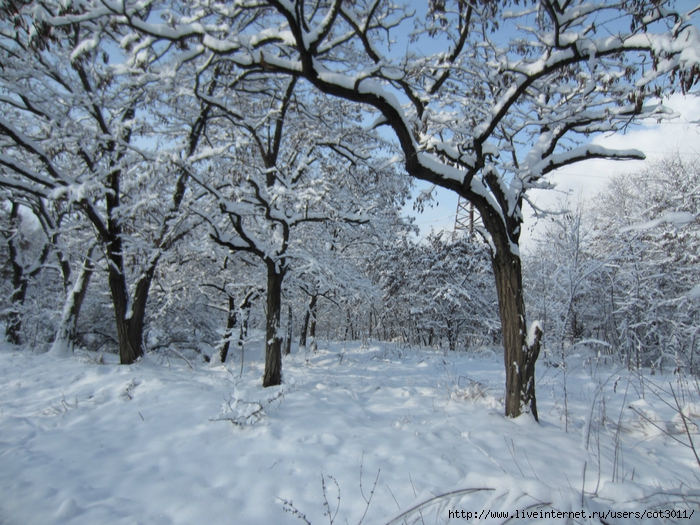 IMG_0548 (700x525, 371Kb)