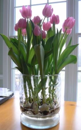 Выращивание тюльпанов в прозрачной вазе (3) (280x448, 105Kb)
