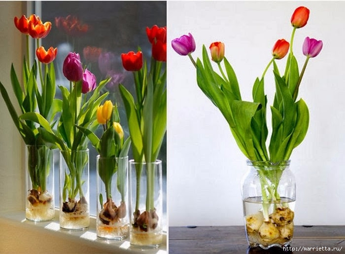 Выращивание тюльпанов в прозрачной вазе (7) (700x515, 185Kb)