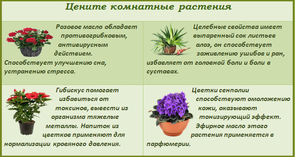 Опишите особенности растений каланхоэ и аспарагуса. Полезные комнатные цветы. Лекарственные комнатные растения. Свойства комнатных растений. Лечебные домашние цветы комнатные.
