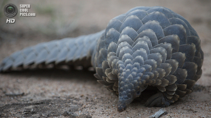 3716982_supercoolpics_04_24032013190757 (700x393, 139Kb)