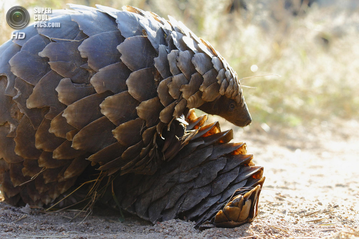 3716982_supercoolpics_01_28052013090151 (700x466, 197Kb)