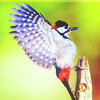 2245788_tumblr_myim1rK7qO1rcvh74o1_1280 (100x100, 31Kb)