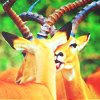 2245788_tumblr_mzp9dghNc01rcvh74o1_1280 (100x100, 40Kb)