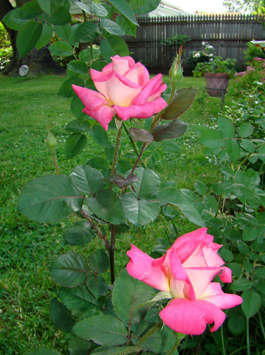 002_edited-1 (521x700, 182Kb)