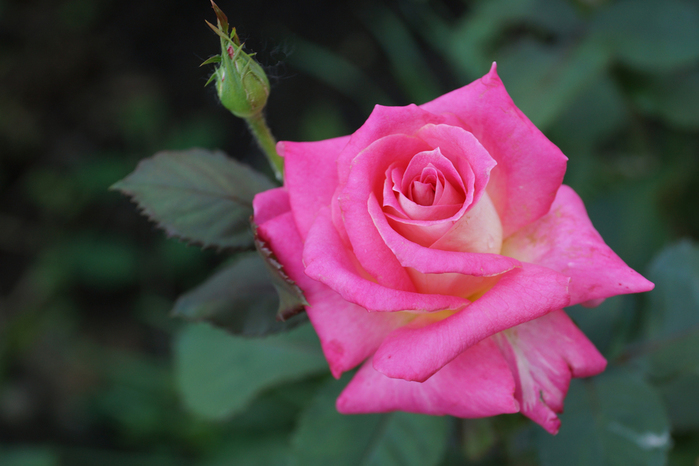 016_edited-2 (700x466, 241Kb)