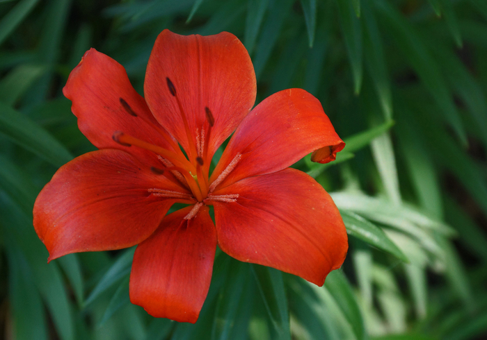 028_edited-2 (700x490, 271Kb)