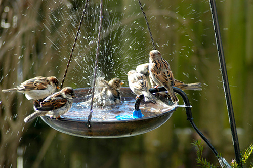 Купальня для птиц в саду (45 фото)