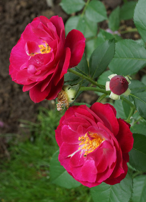 012_edited-1 (508x700, 113Kb)