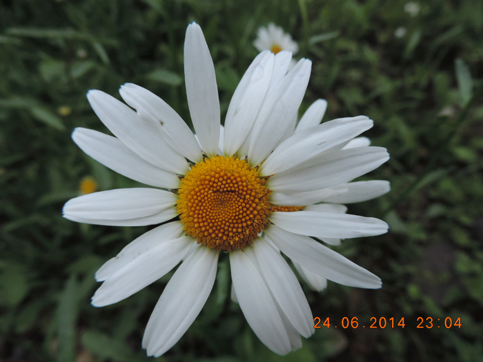 DSCN3188 (700x525, 335Kb)