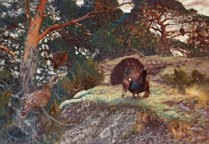 +++CAPERCAILLIE'S COURTING (700x483, 432Kb)