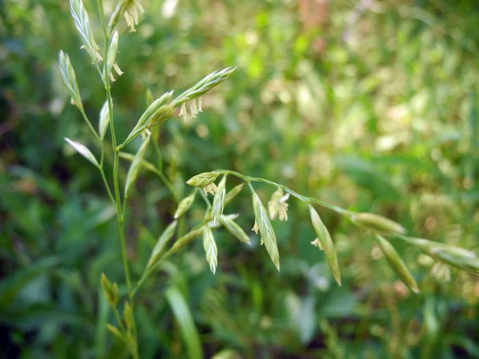 4757949_DSCN1829 (700x525, 232Kb)