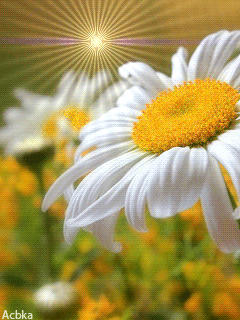 73372-shine-white-flowers (240x320, 176Kb)