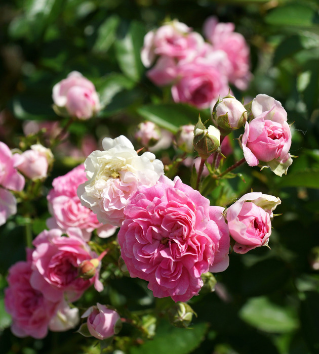 011_edited-1 (630x700, 140Kb)