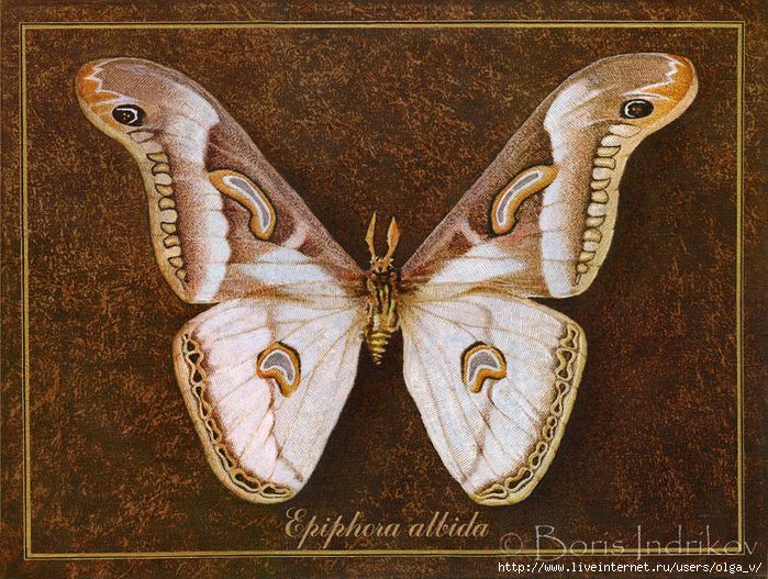 4964063_98062007_large_symbol_butterfly_10 (700x527, 296Kb)