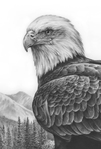  bald_eagle_study_by_denismayerjr-d60g640 (400x590, 80Kb)