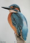  kingfisher_by_pamslaats-d5468ba (491x700, 188Kb)