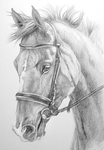  horse_commission_by_nutlu-d6zq3nr (485x700, 220Kb)
