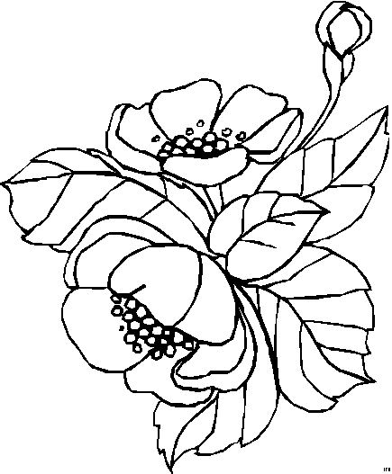 Blumengemischt_HFB-0519 (435x527, 7Kb)