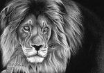  lion_by_torsk1-d6jt0k9 (700x490, 265Kb)