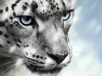  snow_leopard___snow_ver__by_karrenrex-d38ovx9 (700x525, 203Kb)