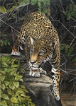  yaguarete__jaguar_by_salinasj-d6a66fr (500x700, 377Kb)