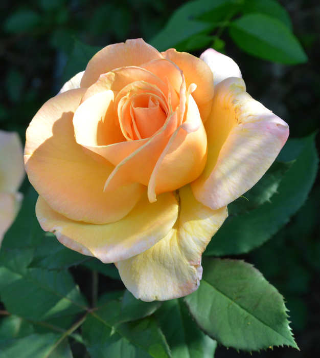 028_edited-1 (626x700, 363Kb)