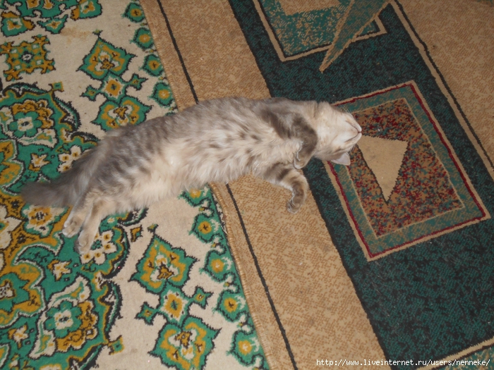 DSCN0136 (700x525, 369Kb)