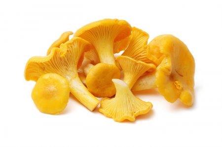 1372846951_mushroom (450x299, 15Kb)