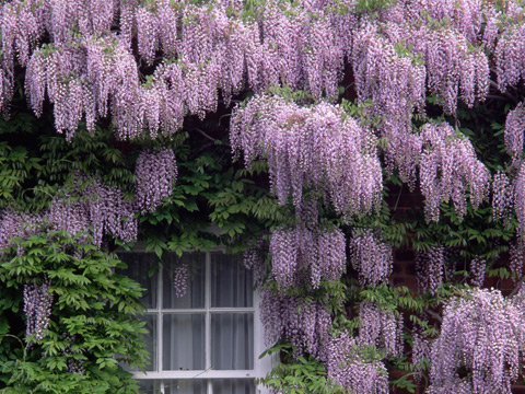 wisteria (1) (480x360, 118Kb)