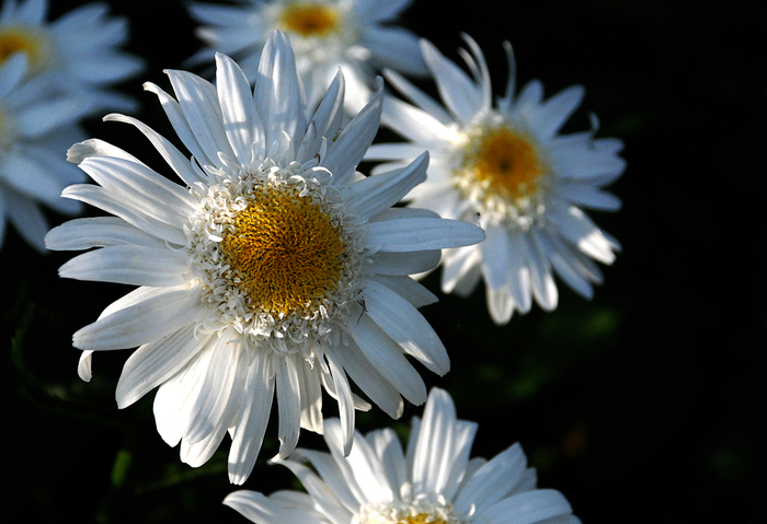 DSC_3230 (700x479, 330Kb)