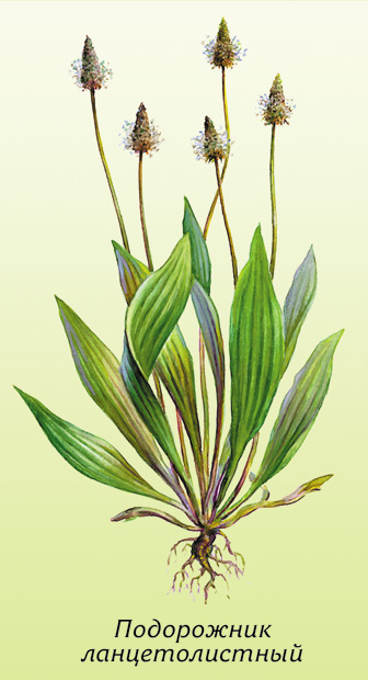 medherb125 (336x620, 70Kb)