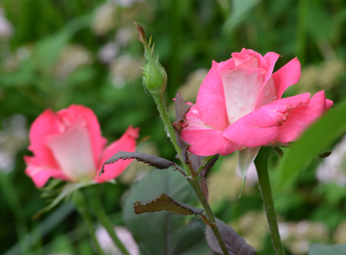 019_edited-1 (700x515, 274Kb)