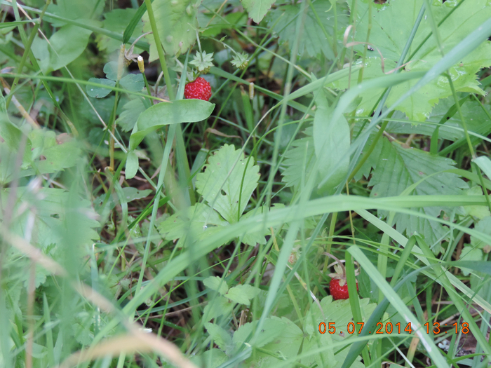 DSCN3600 (700x525, 475Kb)