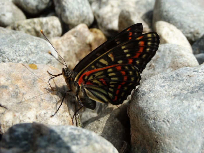 5559494_DSC01660 (700x525, 265Kb)