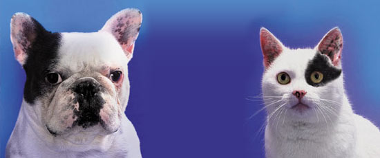 are-opposites-the-law-of-attraction-large (550x230, 19Kb)