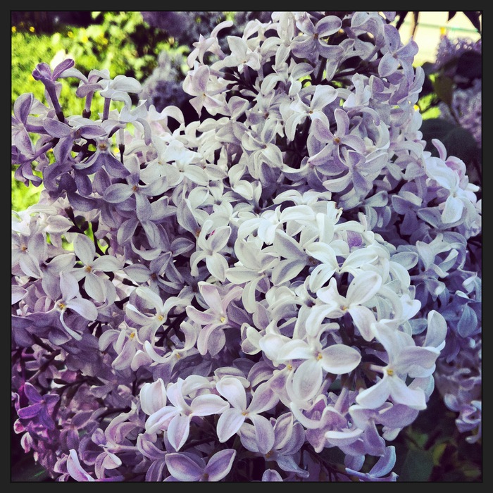IMG_8125 (700x700, 210Kb)